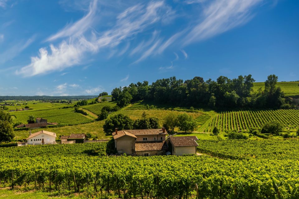 Beautiful vineyard at sunset. Travel around France, Bordeaux